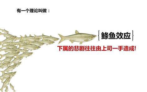 鰷魚效應|鰷魚效應